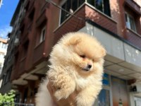 Dünyalar Tatlısı Japon Pomeranian Yavrularımız