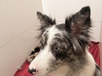 Şampiyon Kan Hattından Border Collie Yavruları!