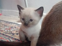 Anne altında siyam kedisi