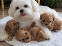 0 Beden Maltipoo Yavruları (Özel Dizayn)