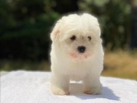 MALTESE TERRİER SIFIR BOY