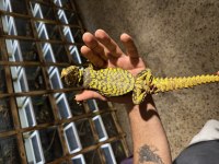 Yasal Mikroçipli Ek15 belgeli Uromastx Geyri