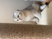 Güzeller güzeli cins scottish fold yavrularımız