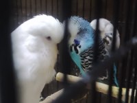 Maşallah show jumbo muhabbet kuşu damızlık ve yavrular