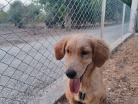Golden 5 aylık tüm aşıları yapılmıştır