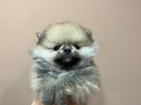 Safkan pomeranian yavrular anne ve baba yanından
