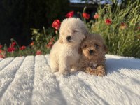 Maltipoo erkek yavrular