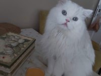 Yakışıklı Kedimiz Behlül