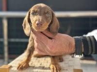 Petmode köpek çiftliğinde ziyarete açık dachshund
