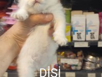 BİRİTİSH KARDEŞLER