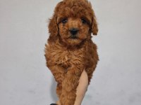 Toy poodle yavrular