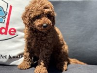 Ruhsatlı çiftlikde ziyarete açık toy poodle yavrular