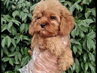 Maltipoo yavrularımda son nokta