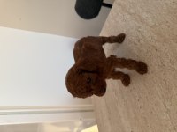 KORE POODLE 30 GÜNLÜK ERKEK
