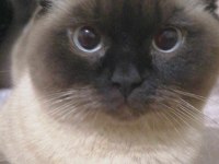1 YAŞINDA SİYAM KEDİSİ