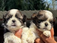 Shih tzu şitsu yavrular