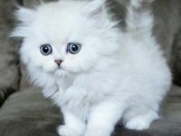 British Longhair Yavrular İstanbul Avcılar