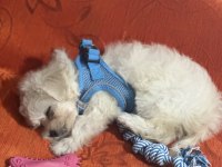 Sevimli maltipoo yavrumuz maya ya temiz güzel aile aranıyor