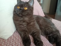 British shorthair kara kız