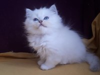 British longhair safkan disi erkek yavrularimiz