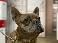 1.5 yaşında erkek çok uysal ve çok akıllı french bulldog