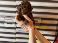 Safkan Kore kan toy poodle bebeklerimiz