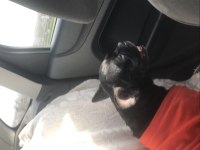 MAMA KARŞILIĞI FRENCH BULLDOG