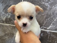 Orjinal elma kafa minyatür şivava köpekler