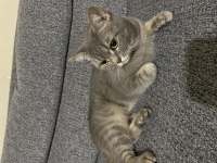 Scottish fold pamuğumuzu sahiplendirmek istiyoruz