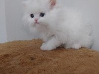 Full şecereli şampiyon ebeveynlere sahip british longhair