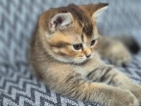 British shorthair kedisi