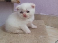 Blue Point ve Red Point British Shorthair Bebekler