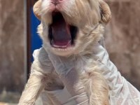 Sevimli Maltipoo yavrularımız sizi bekliyor