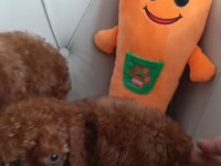 Kuyruksuz Kore Poodle Red brown bebekler