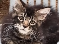 Hangi maine coon yavru sizin olsun?