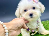 65 günlük dişi köpeğimiz