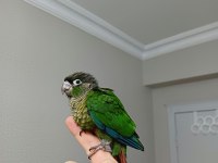GREENCHEK KONUR BEBEK