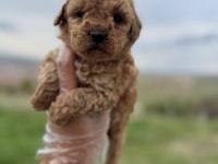 Türkiyenin En Güzel Poodle