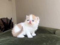 Tek Erkek snoopy Exotic shorthair bebek
