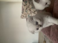 Maviş gözlü scottish fold ve british yavrular