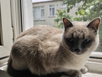 3 Yaşında Siyam Dişi Ücretsiz Sahiplendirme