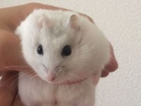 HAMSTER-GONZALES YAVRULARIMIZ HERYERE GÖNDERİM