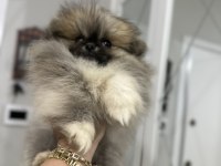 Pomeranian boo orjinal