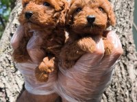 Red toy poodle bebekler