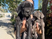 Muhteşem irilikte güçlü cane corso yavrular