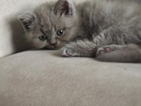 British Shorthair 50 günlük