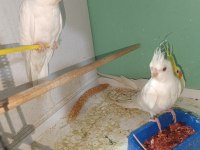 Albino Sultan papağanı Yavru