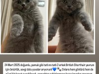 British Shorthair Bebeklerimize Sıcacık Yuvalar Arıyoruz