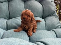 Kuşadasının En İyisi Teacup Toy Poodle Yavrular
