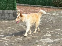 Border Collie Köpeğimiz İçin Anlayan Yazsın Lütfen